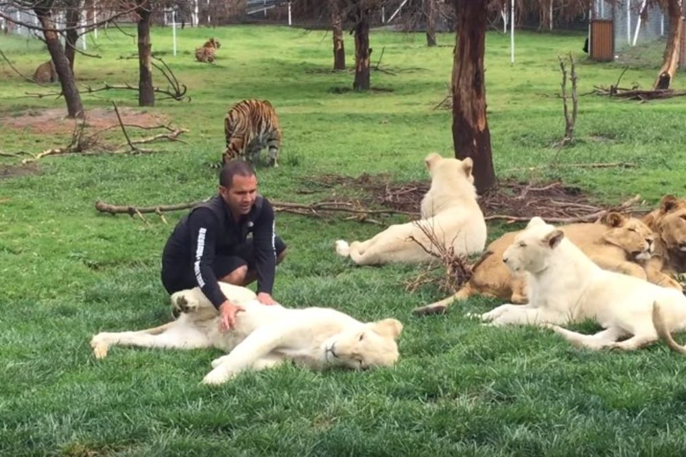 (VIDEO) HEROJ IZ ZOO VRTA: Tigar odbranio čuvara od leoparda