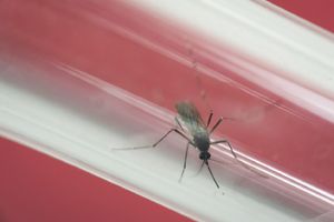 SZO: Virus zika više nije opasnost, ali...