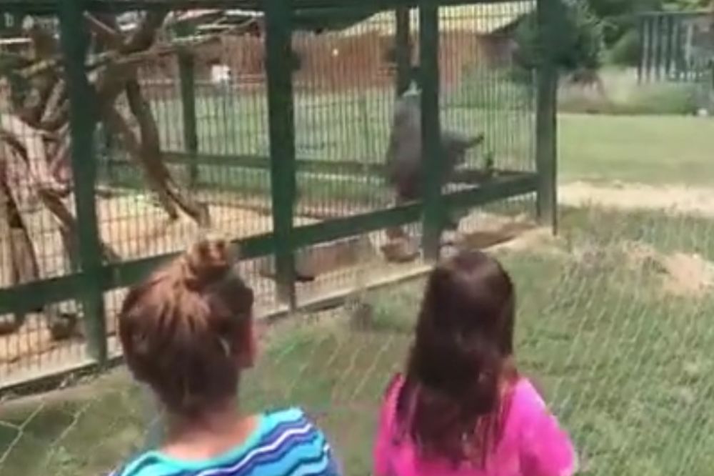 (VIDEO) Prišla je majmunu u kavezu i gađala ga hranom. Nećete verovati kako joj se osvetio!