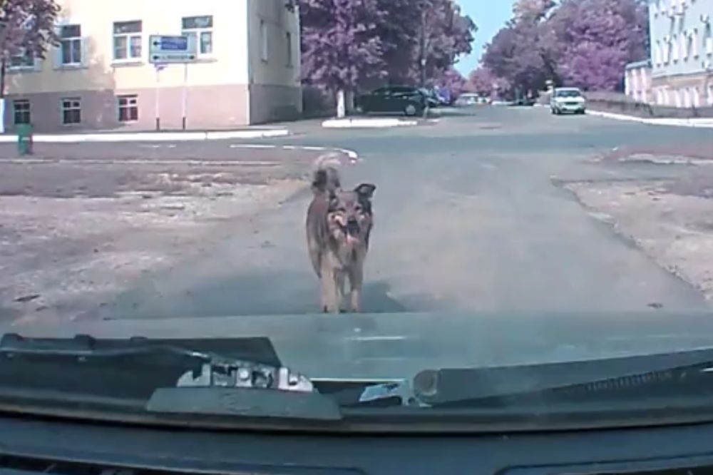 (VIDEO) PAS TELEPATA: Pogledajte kako je ovaj četvoronožac pokušao da upozori vozača... Neverovatno!