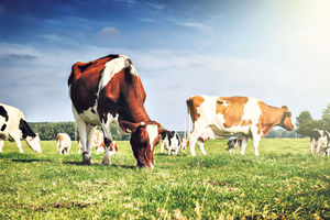 UBI SUŠA, LJUDI ŽEDNI, ŽEDNA I STOKA: Domaćini jedva uspevaju da napoje 4.000 krava muzara u novovaroškom kraju