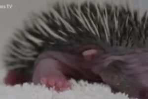 (VIDEO) SPASENI OD SIGURNE SMRTI: Mama je napustila male ježeve, ali...