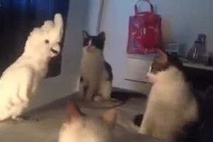 (VIDEO) KAD PAPAGAJ ZAMJAUČE: Kad ga budete čuli ostaćete zbunjeni kao i ove mačke