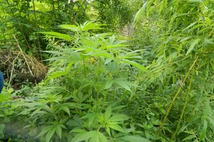 ZAPLENA DROGE: Pronađeno 400 gr heroina i 53 stabljike kanabisa!