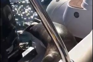 (VIDEO) SNAŠLA SE, JADNA: Foka se popela na brod kako bi pobegla od kita ubice!