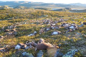 (UZNEMIRUJUĆE) UŽASAVAJUĆI PRIZOR: Grom ubio više od 300 irvasa u Norveškoj