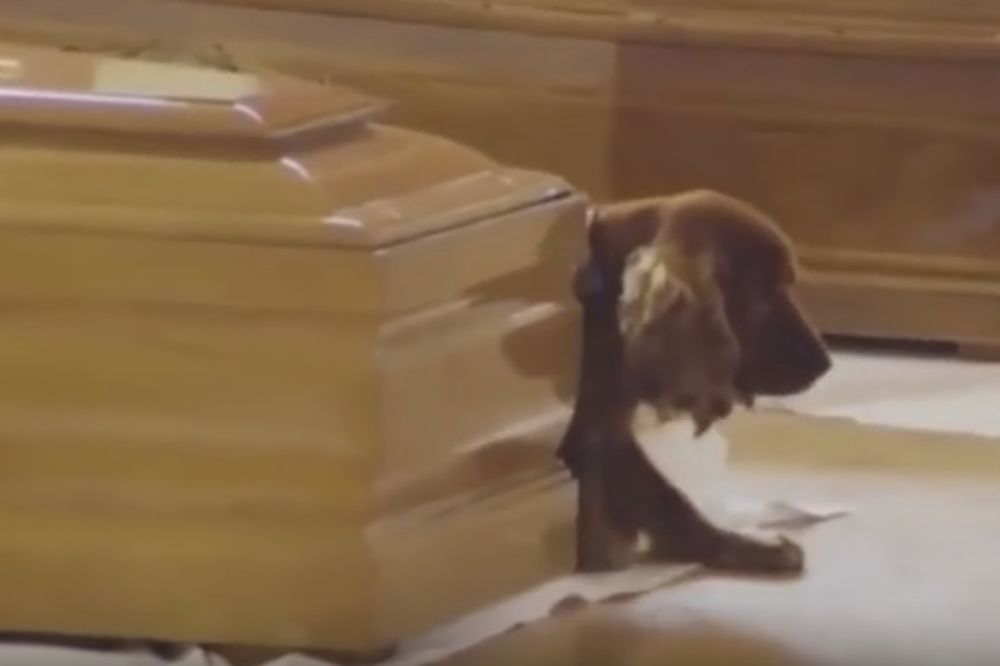TUGUJE ZA PRIJATELJEM: Pas odbija da napusti kovčeg svog vlasnika koji je poginuo u zemljotresu