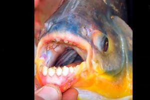 (VIDEO) PANIKA U MAKEDONIJI: Zubate ribe koje kidaju testise pronađene u Dojranskom jezeru!