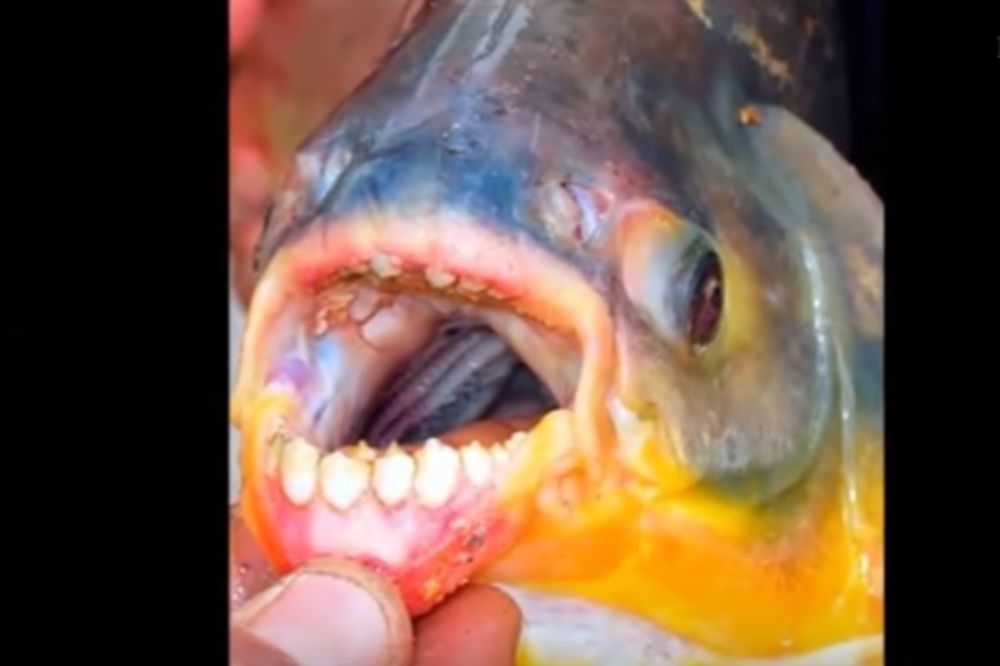 (VIDEO) PANIKA U MAKEDONIJI: Zubate ribe koje kidaju testise pronađene u Dojranskom jezeru!