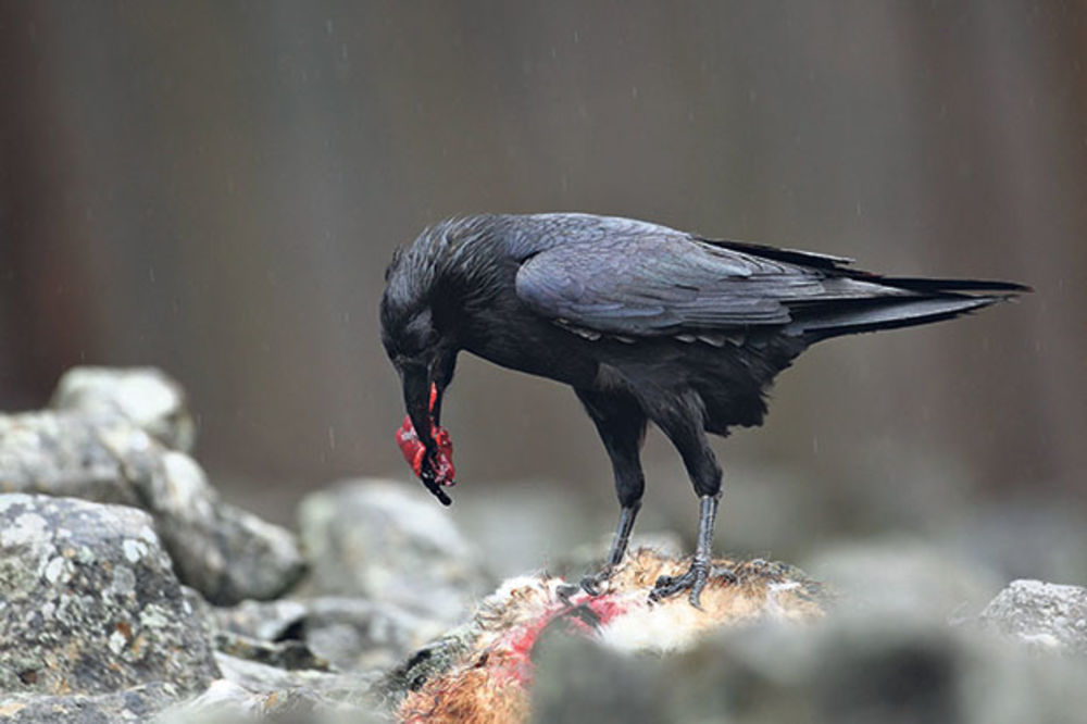 NA METI KRIVOLOVACA: Jato zaštićenih ptica pronađeno na Kaleniću