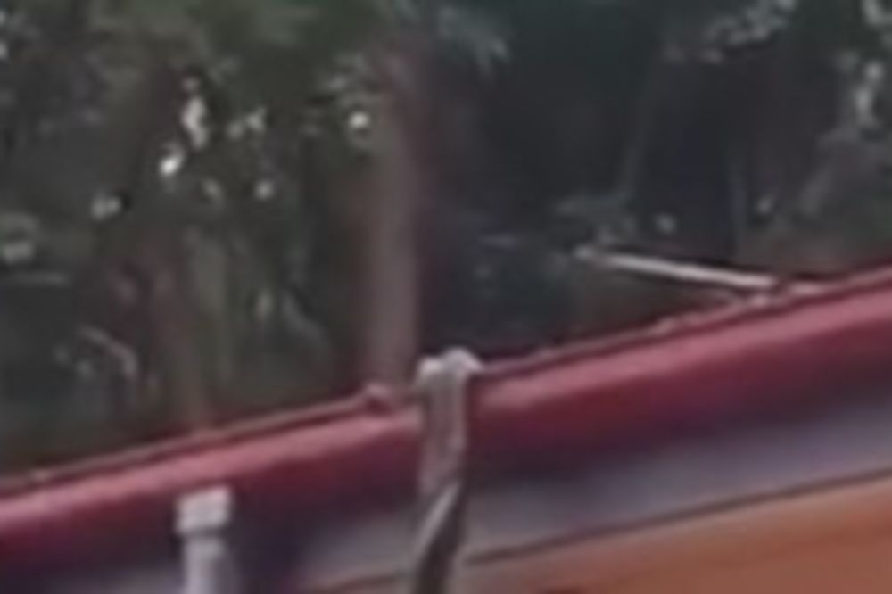 (VIDEO) Vratili su se kući i ŠOKIRALI se kada su videli ova jeziva STVORENJA na krovu