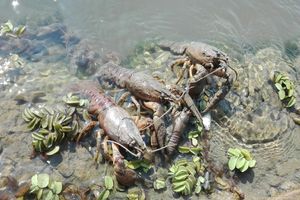 (FOTO) EKOLOŠKA KATASTROFA: Uginula riba pluta kanalom kod Srbobrana, rakovi beže iz vode