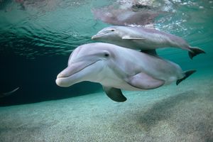 (VIDEO) OTKRIĆE GODINE: Snimljen razgovor delfina, nećete verovati o čemu pričaju