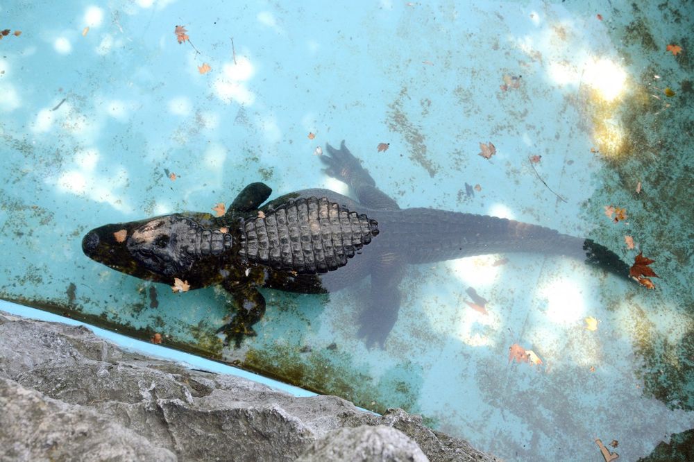 HEROJI BEO ZOO-VRTA: Naš Muja najstariji je živi aligator na svetu