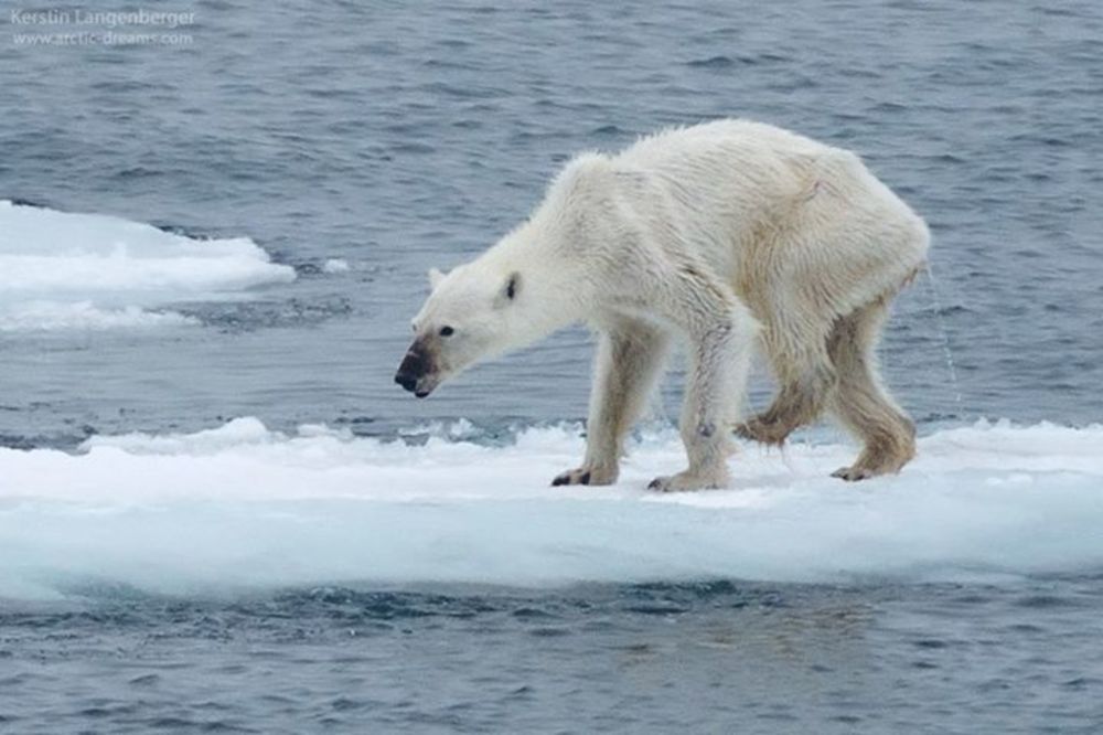 JEZIVA POJAVA NA SEVERNOM POLU ŠOKIRALA NAUČNIKE: Pratim Arktik 35 godina, ali ovo još nisam video!