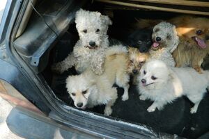 VREDNI 720.000 DINARA: Dvojica Bečejaca osumnjičeni za krađu 20 rasnih pasa