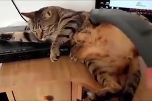 (VIDEO) MOLIM JEDNO GRATIS USISAVANJE! Dokaz da se mačke ne plaše usisivača!
