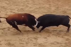 (VIDEO) PALI RATNICI: Sudarili se bikovi od pola tone i na mestu uginuli