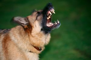 LEKAR PRETUČEN USRED ZAGREBA: Branio dete od napada psa, vlasnik ga išutirao u glavu!