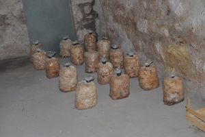 UZGAJAO HALUCINOGENE PEČURKE: Uhapšen Beograđanin, zaplenjeno 289 kg droge