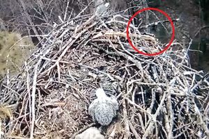 (VIDEO) DA LI IMAMO KONAČNO DOKAZ O POSTOJANJU BIGFUTA? Snimali orliće u gnezdu a onda je naišao on!
