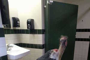 (FOTO) POBEDNIK DANA: Roda pobegla od uragana i sakrila se u toaletu zoo vrta!
