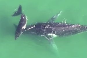 (VIDEO) IMA SAMO JEDNA MAJKA: Mladunče kita spaslo svoju mamu koja se nasukala