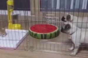 (VIDEO) STRAH I TREPET: Neočekivana reakcija kuca kada priđe još manja maca