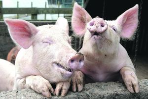 BLOKADA ZBOG KUGE: Srpske svinje ne mogu u Rusiju