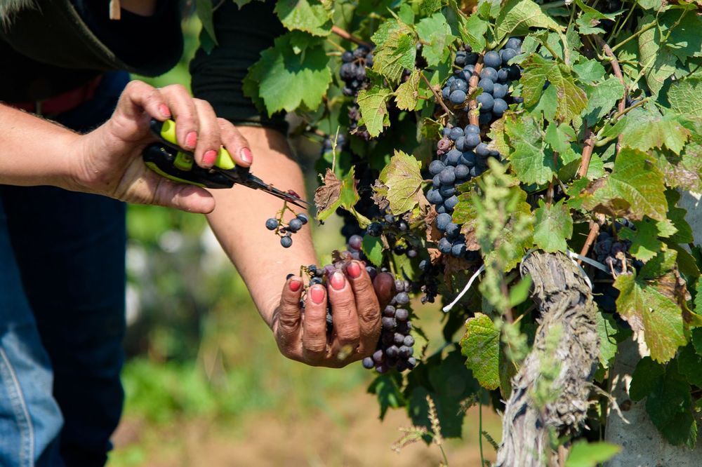 JAVNO NADMETANJE: Ponovo na prodaju Vršački vinogradi