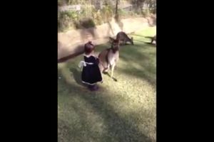 (VIDEO) BEZ STRAHA: Malena dama i dobroćudni kengur