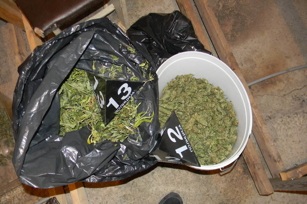 BOGAT ULOV NIŠKE POLICIJE: Zaplenjeno 90 kilograma marihuane
