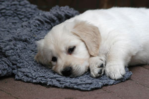 SADA ĆETE IH JOŠ VIŠE VOLETI: Otkriveno šta psi sanjaju dok spavaju!