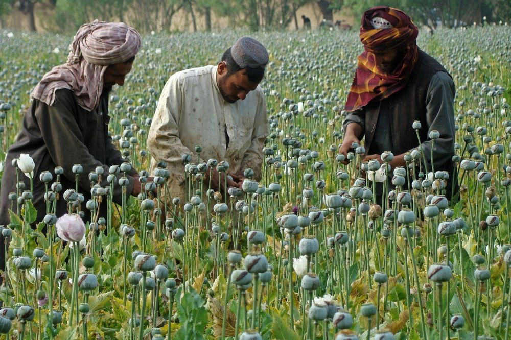 POVEĆANA PROIZVODNJA OPIJUMA SKORO UPOLA: Avganistanci sve više gaje opijumski mak