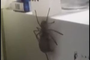 (VIDEO) ŠOKANTAN SNIMAK: Ogromni pauk vuče miša uz frižider