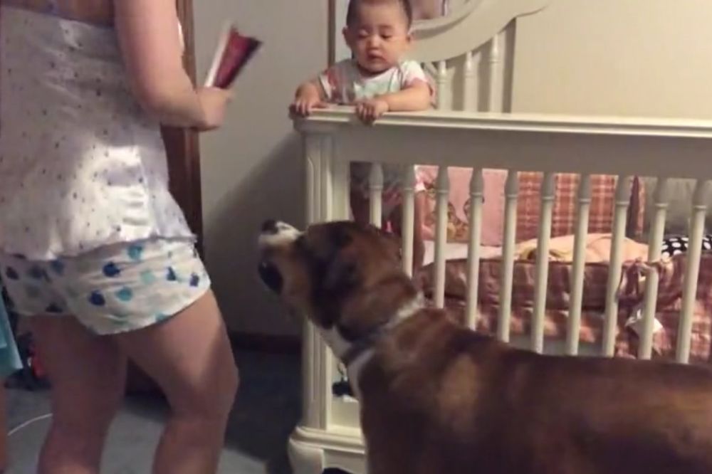 (VIDEO) ČETVORONOŽNA DADILJA: Pas čuva bebu od ljute majke... Preslatko!