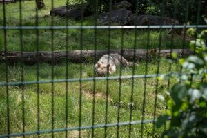 SKOKOM DO SLOBODE: Vučica iz zagrebačkog zoo vrta preskočila električnu ogradu i pobegla