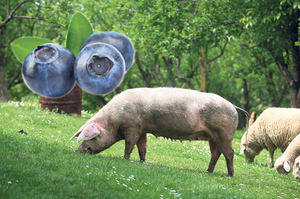 NOVI POSAO U ZOBNATICI: Arapi se otarasili svinja i zasadili borovnicu