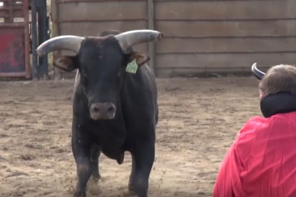 (UZNEMIRUJUĆI VIDEO) OVO MORA DA JE MNOGO BOLELO: Bik se zaleteo na njega i polomio mu vilicu!