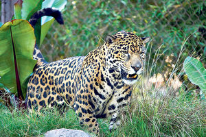 PANIKA: Jaguar seje strah po Srbobranu!