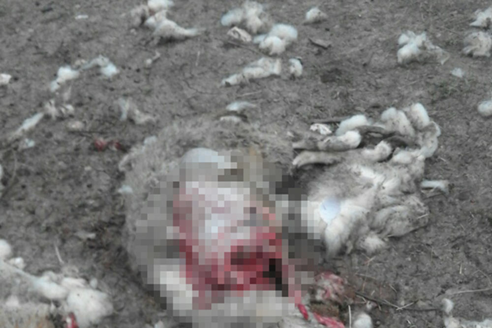 (UZNEMIRUJUĆI FOTO +18)  MEŠTANI NEMOĆNI: Vukovi masovno napadaju i ubijaju ovce podno Jastrepca