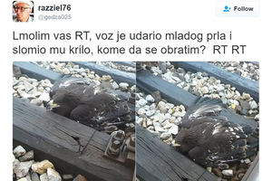 (FOTO) TIM ZA SPASAVANJE ZAŠTIĆENIH ŽIVOTINJA U AKCIJI Crni orao preživeo sudar sa vozom u Bogojevu!