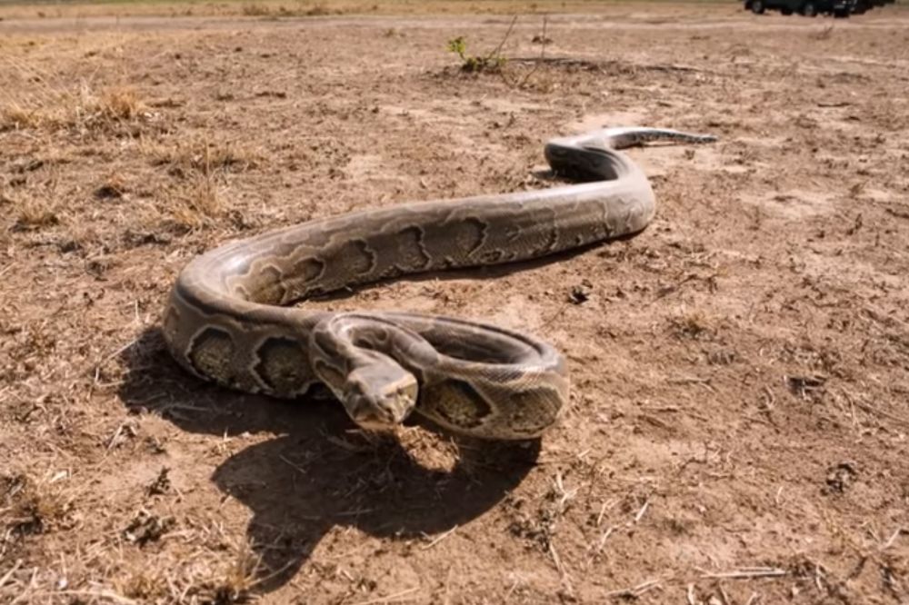 IZNENAĐENJE: Rasporili džinovsku zmiju jer su mislili da im je pojela tele, pa se šokirali