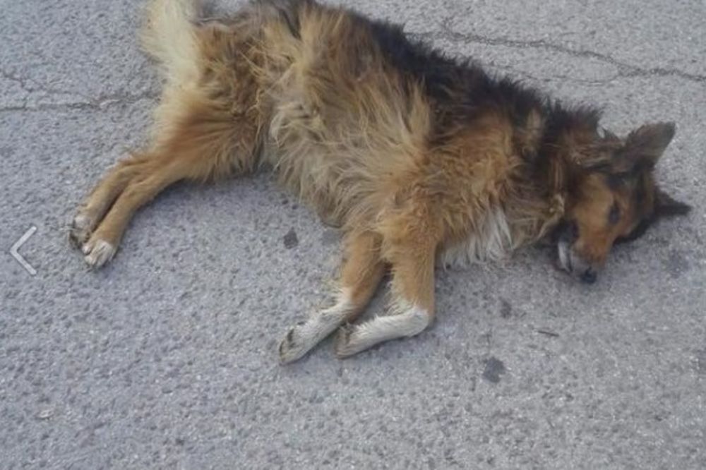 (UZNEMIRUJUĆE FOTOGRAFIJE) UŽAS U BEOČINU: Pas i štene ubijeni sačmaricom iz neposredne blizine