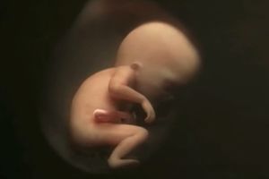 (VIDEO) ŽIVOT JE TAKO POSEBAN: 9 meseci trudnoće stane u video od 4 minuta! Tako ČUDESNO!