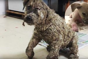 (VIDEO) BOLESNA IGRA: Klinci UMOČILI psa u lepak i ostavili ga da ugine!