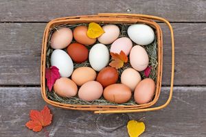 KOJA VI KUPUJETE? Evo koja je razlika između braon i belih jaja!