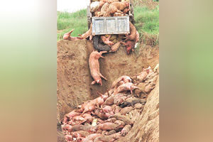PANIKA U RAŠKOJ ZBOG OBOLELIH ŽIVOTINJA: Zbog bruceloze pobijene svinje
