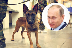 KLONIRANI PSI: Belgijski ovčari Putinovo tajno oružje