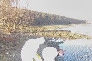 PTIČJI GRIP: Apatin proglašen zaraženom zonom, pronađena dva mrtva labuda